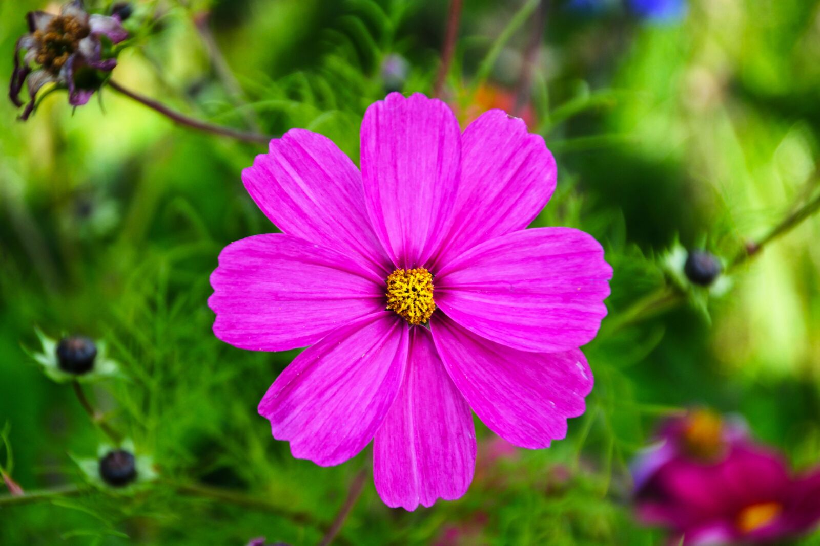 Nikon D7100 sample photo. Blossom, bloom, grassland plants photography