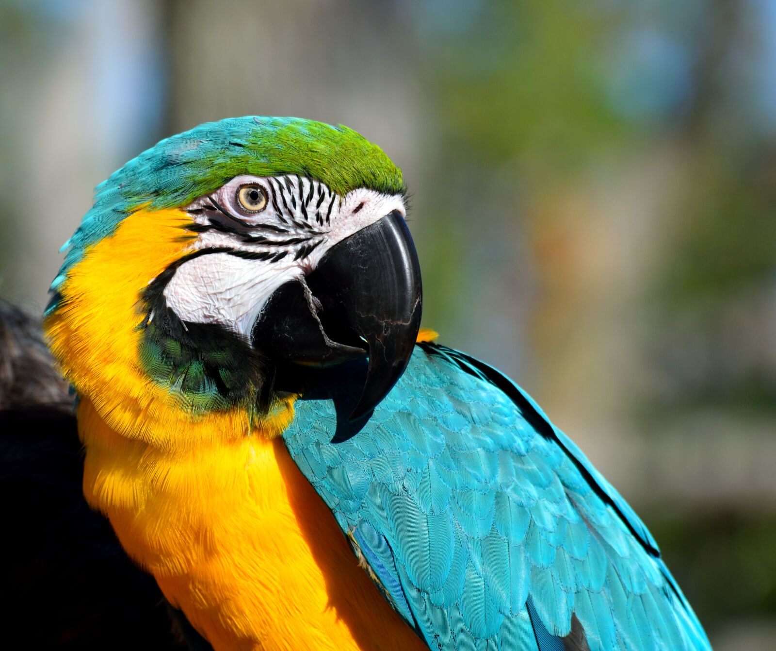 Nikon D3300 sample photo. Macaw, parrot, bird photography