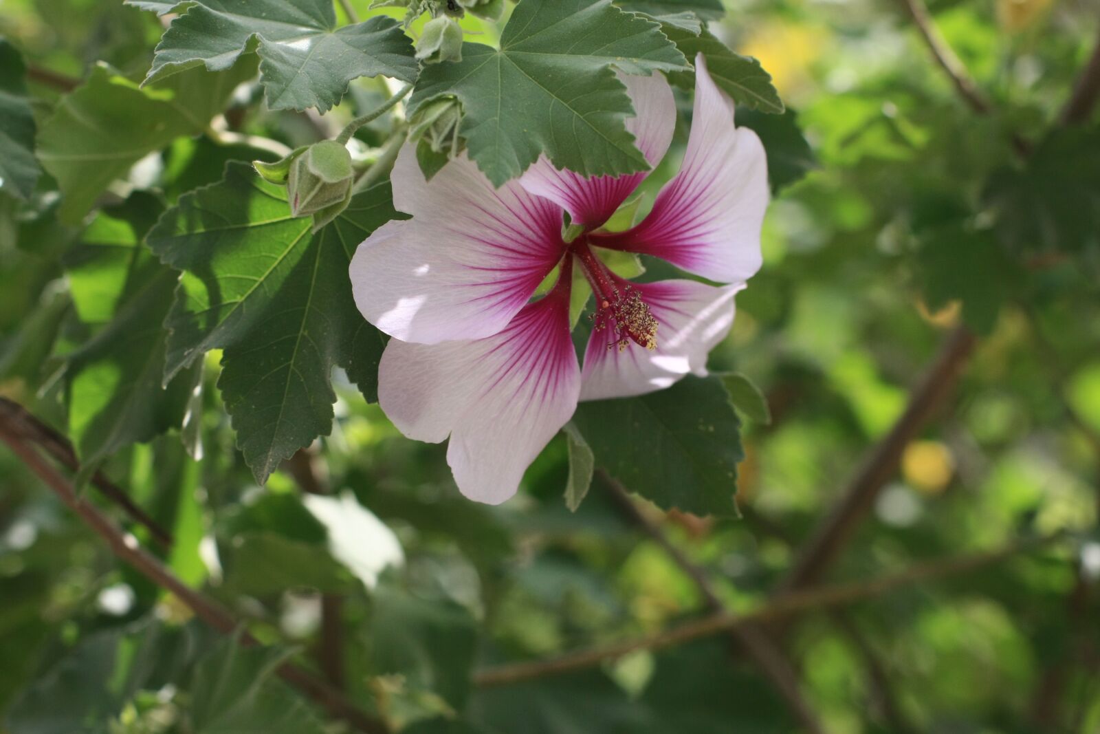 Canon EOS 40D sample photo. Flower, greens, nature photography