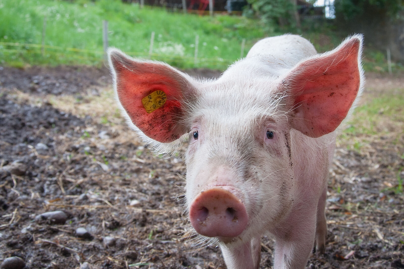 Nikon D90 sample photo. Farm, farmer, pink, ears photography