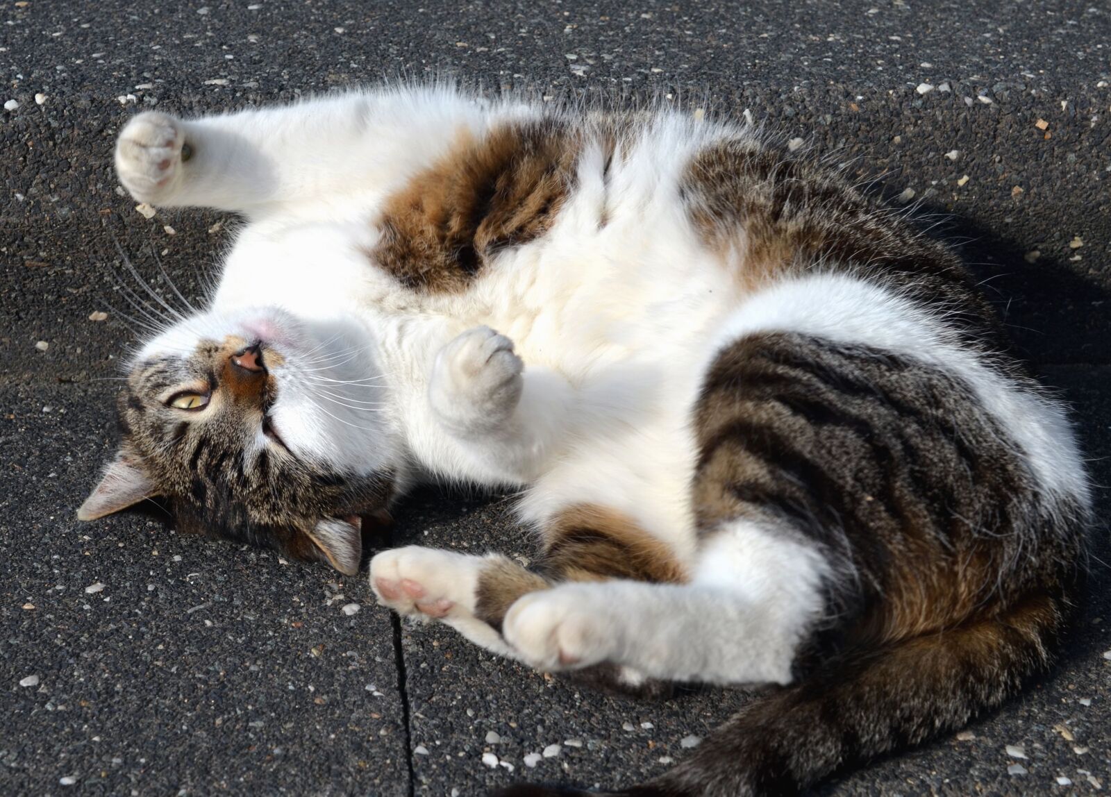 Nikon D5100 sample photo. Cat, domestic cat, animal photography