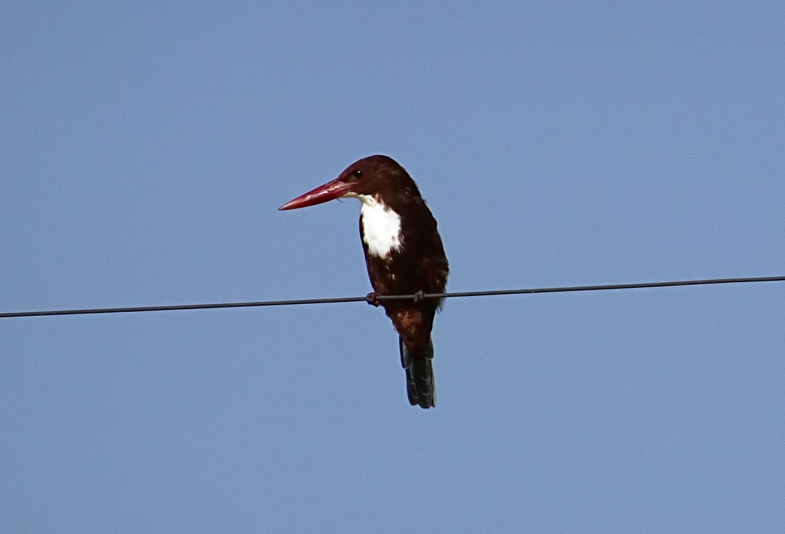 Sony DSC-HX60V sample photo. Bird, kingfisher, white-throated kingfisher photography