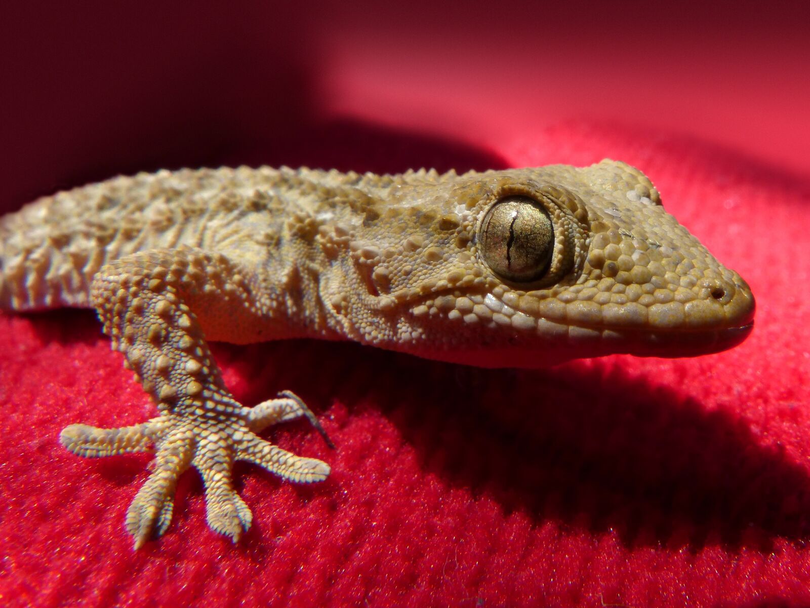 Panasonic DMC-FZ62 sample photo. Gecko, lizard, reptile photography