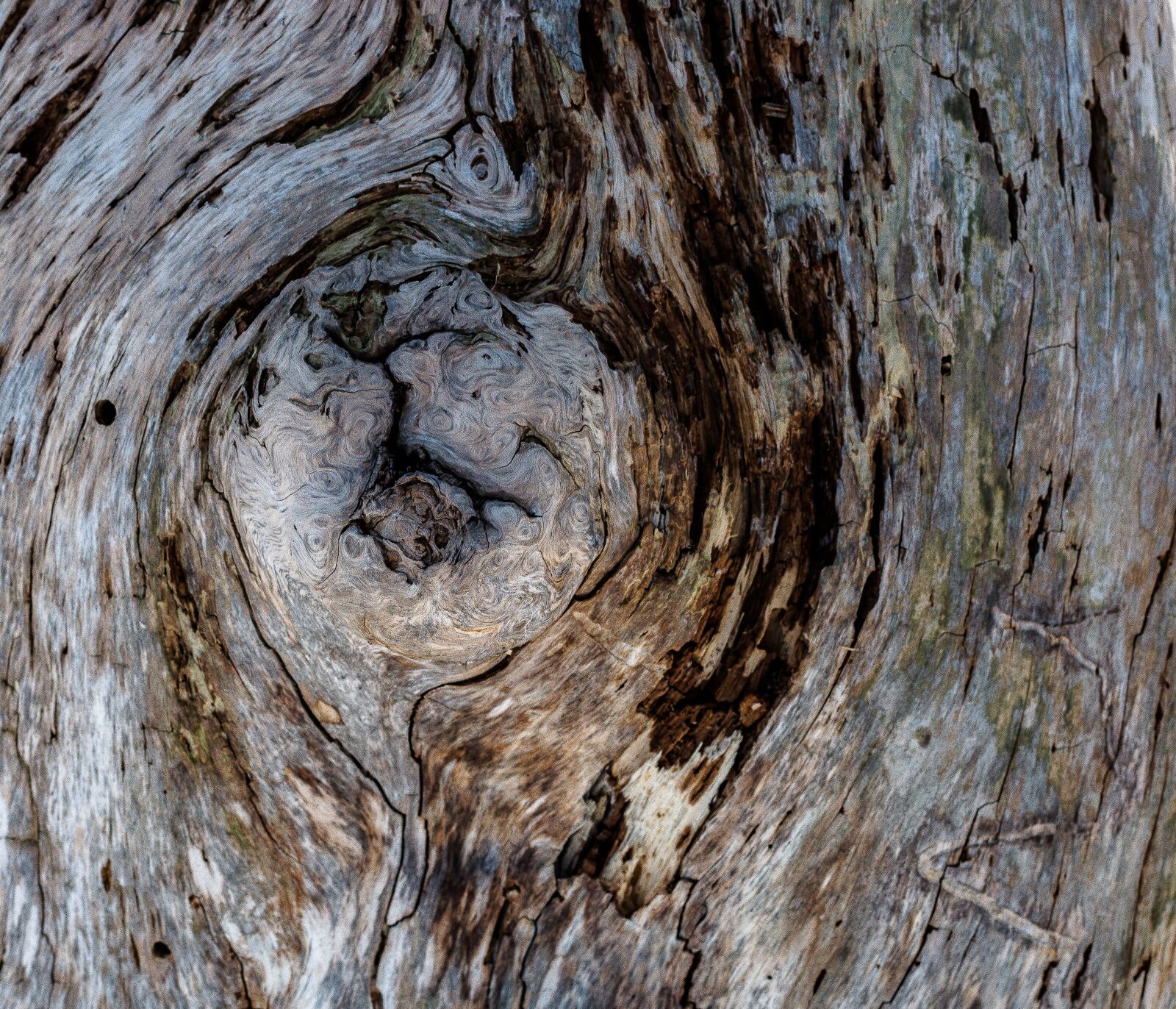 Canon EOS 70D sample photo. Wood, tree, nature photography