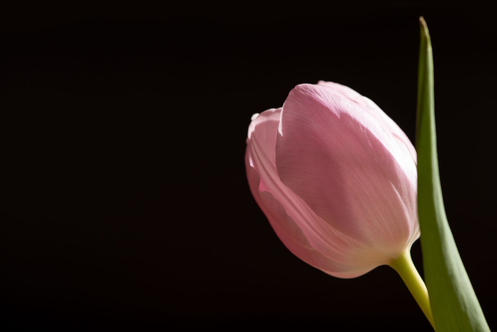 Nikon D750 sample photo. Tulip, pink, flower photography