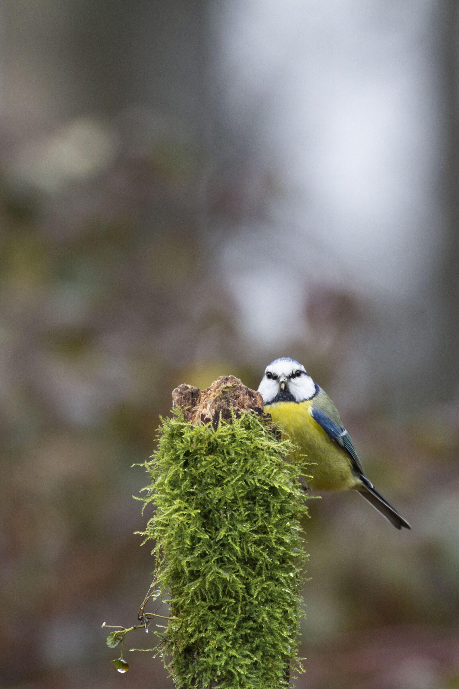 Canon EOS 7D sample photo. A blue tit, titmouse photography