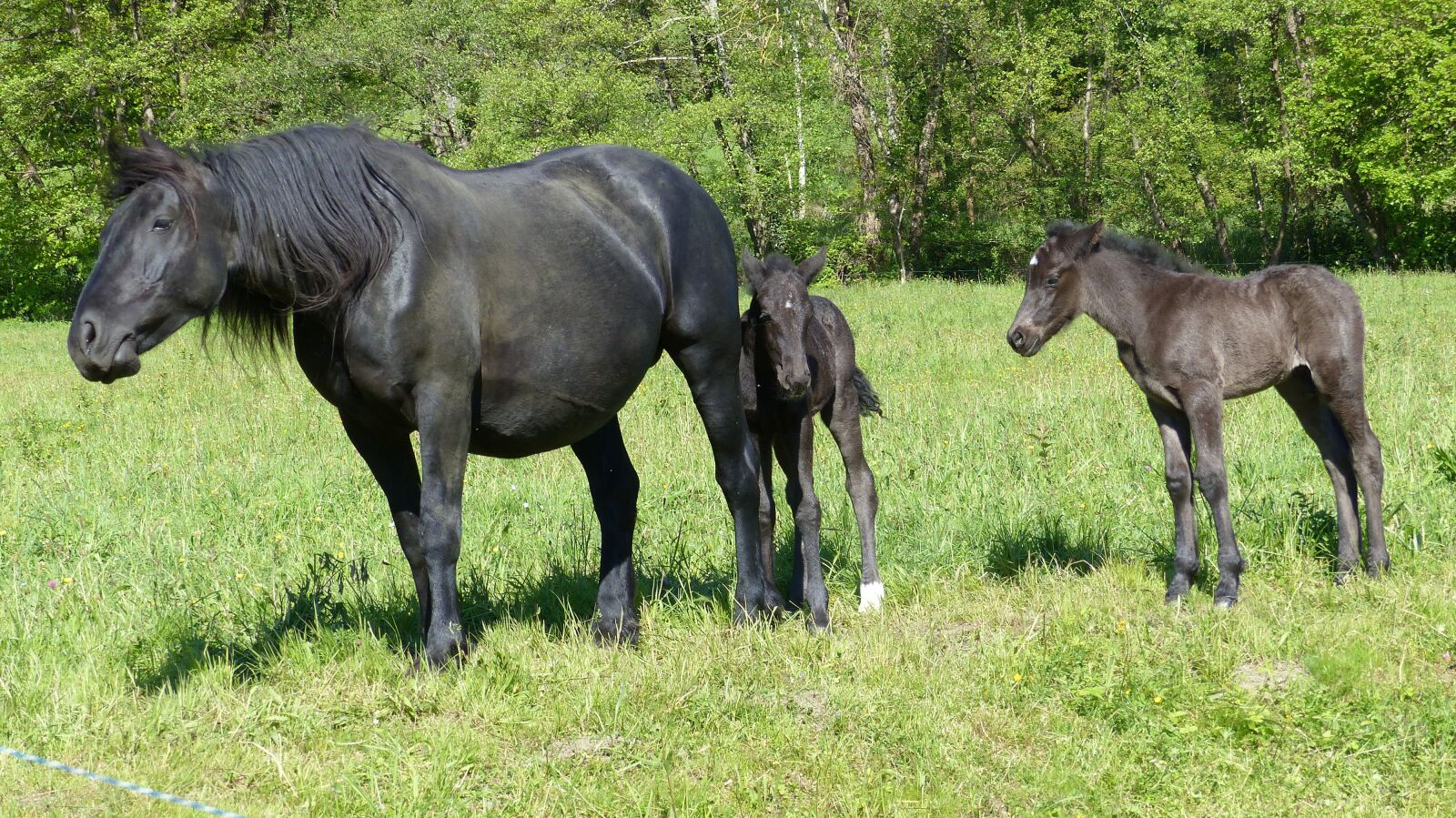 Panasonic Lumix DMC-FZ200 sample photo. Annimal, merens horses, foal photography