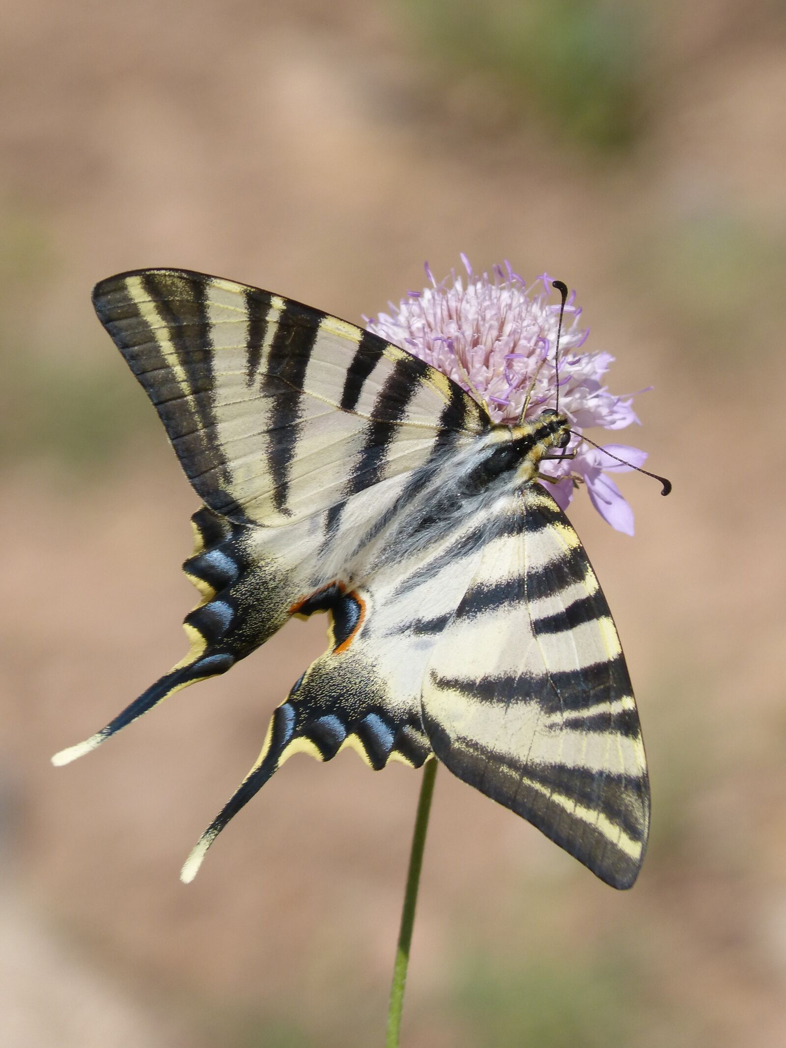 Panasonic DMC-FZ62 sample photo. Papilio machaon, butterfly, machaon photography