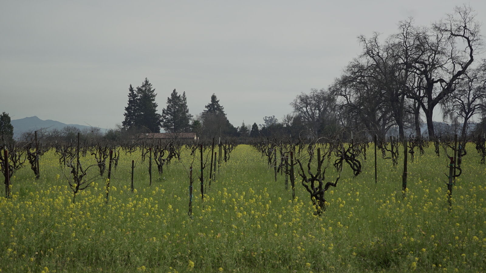 Sony a7S + Sony FE 28-70mm F3.5-5.6 OSS sample photo. Grapevines, undergrowth, vines, vineyard photography