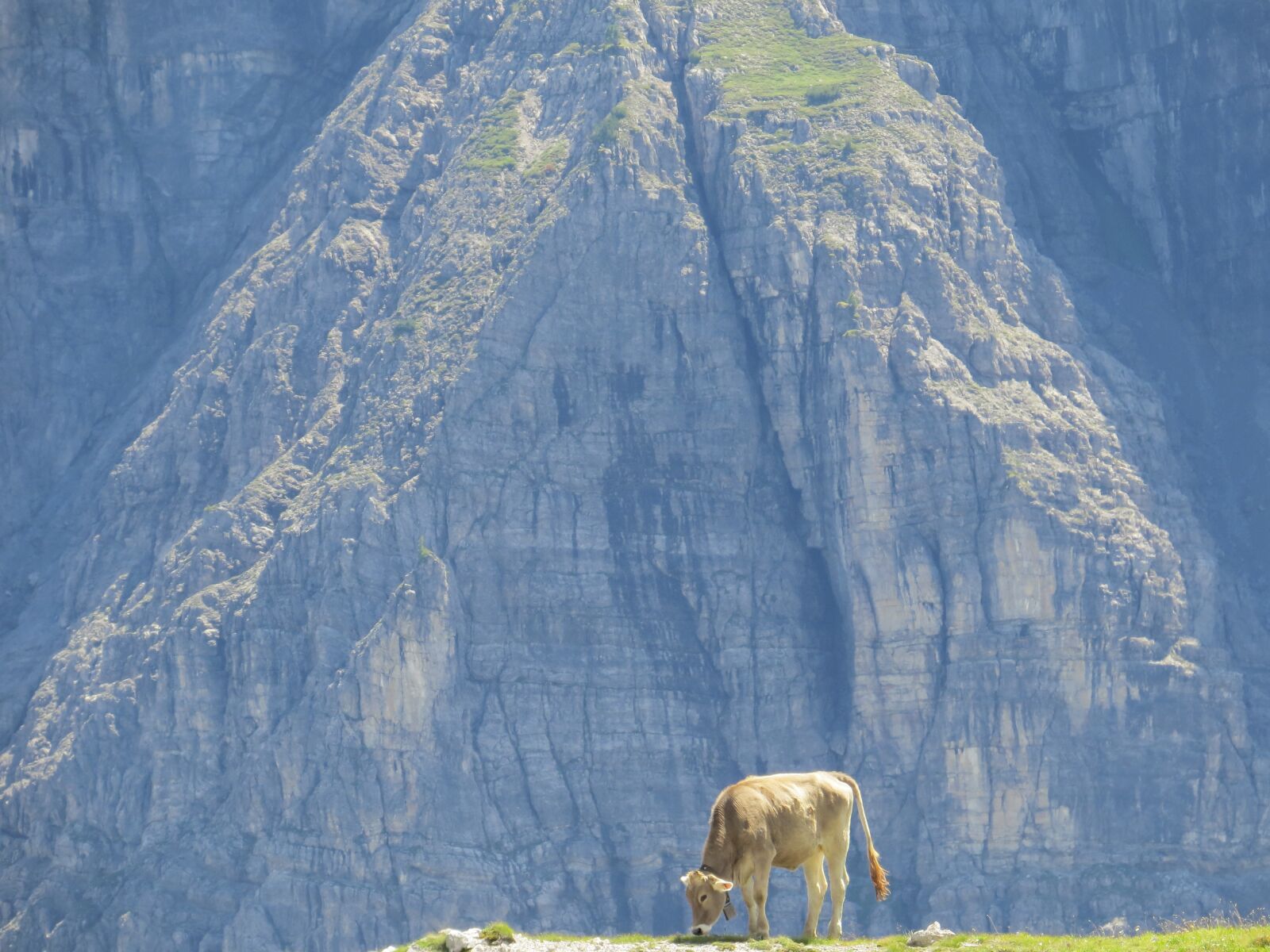 Canon PowerShot SX50 HS sample photo. Cow, alpine, outlook photography