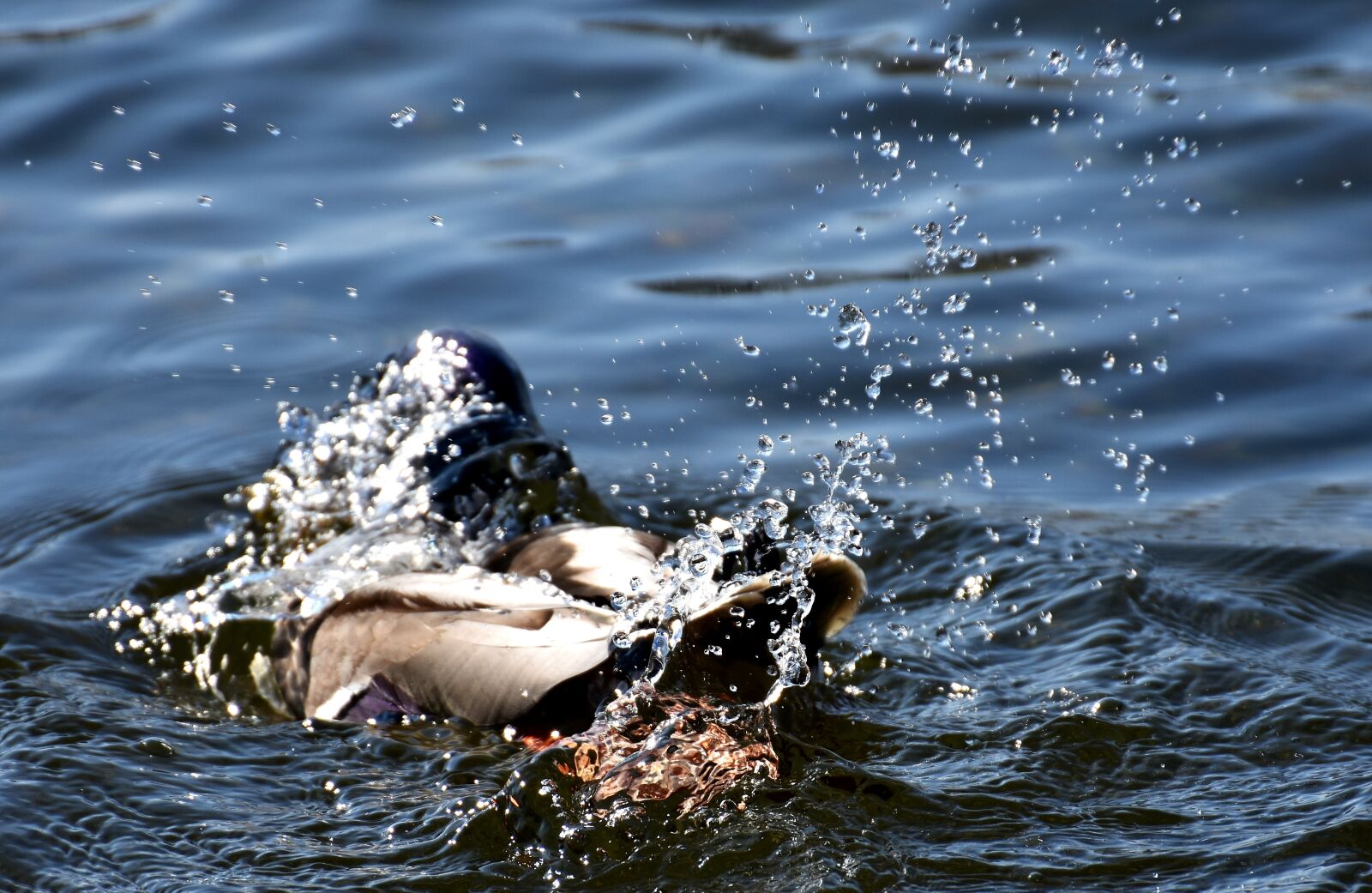 Nikon D7200 sample photo. Duck, splashing, spray photography