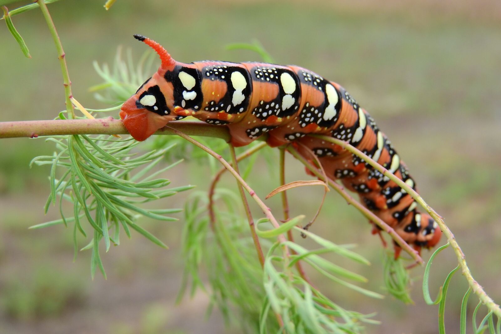 Nikon Coolpix P610 sample photo. Caterpillar, insect, invertebrates photography