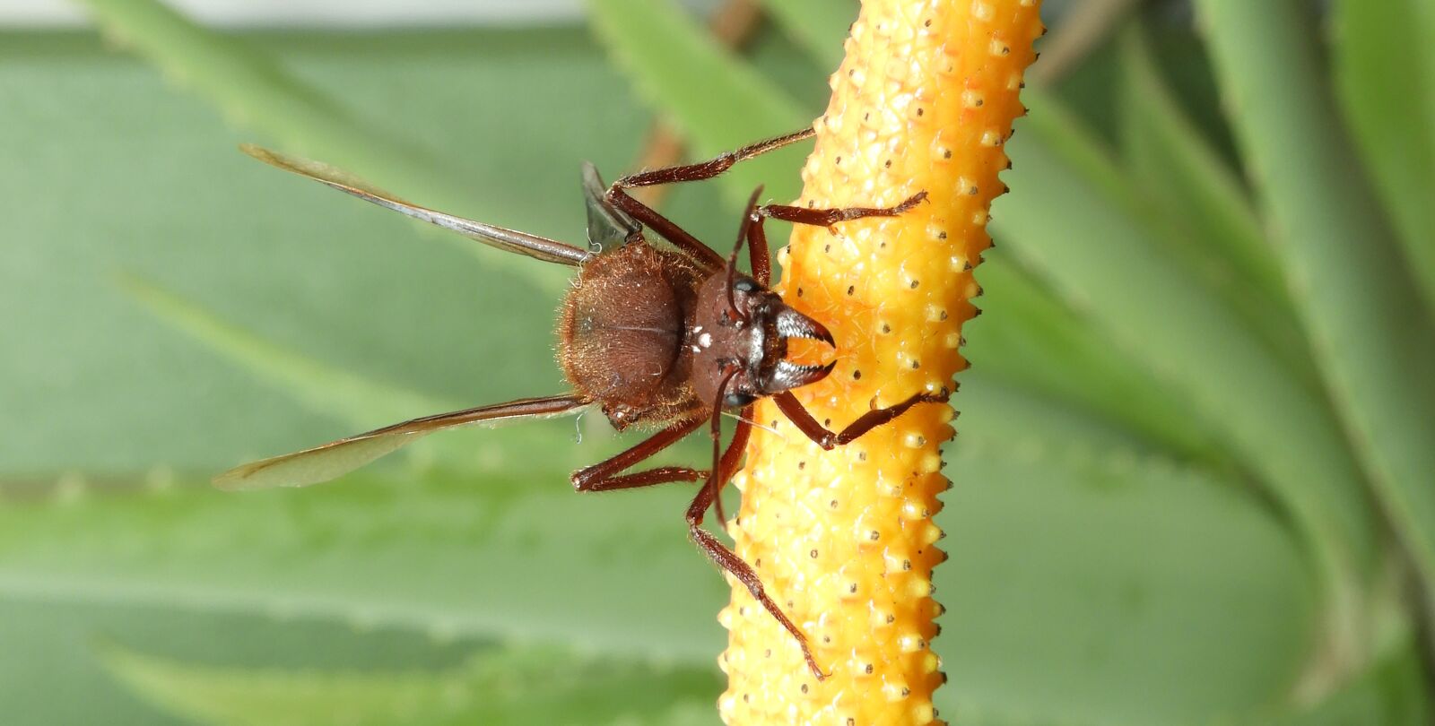 Nikon Coolpix B700 sample photo. Insect, nature, macro photography