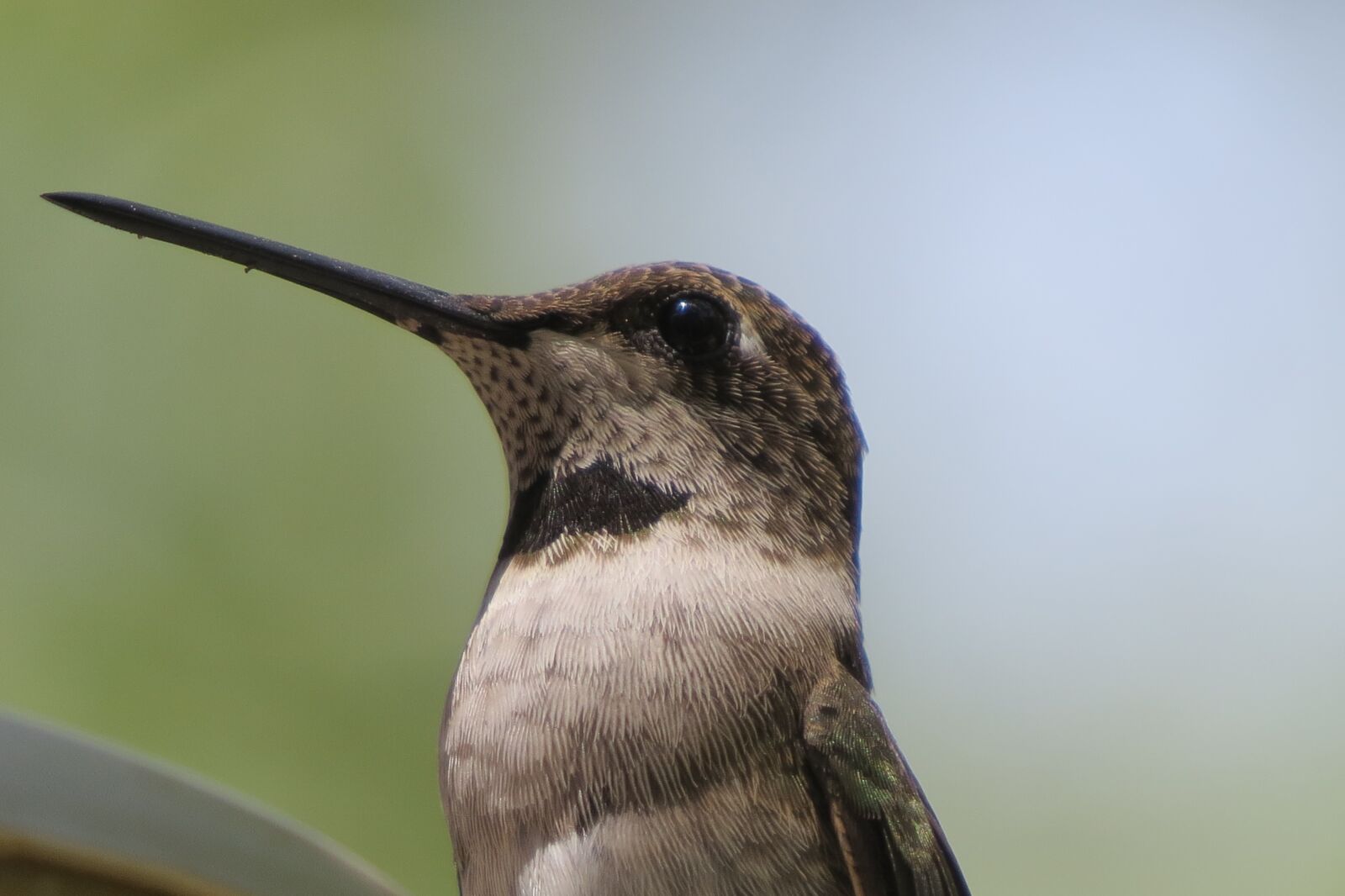 Canon PowerShot SX50 HS sample photo. Bird, hummingbird, close up photography
