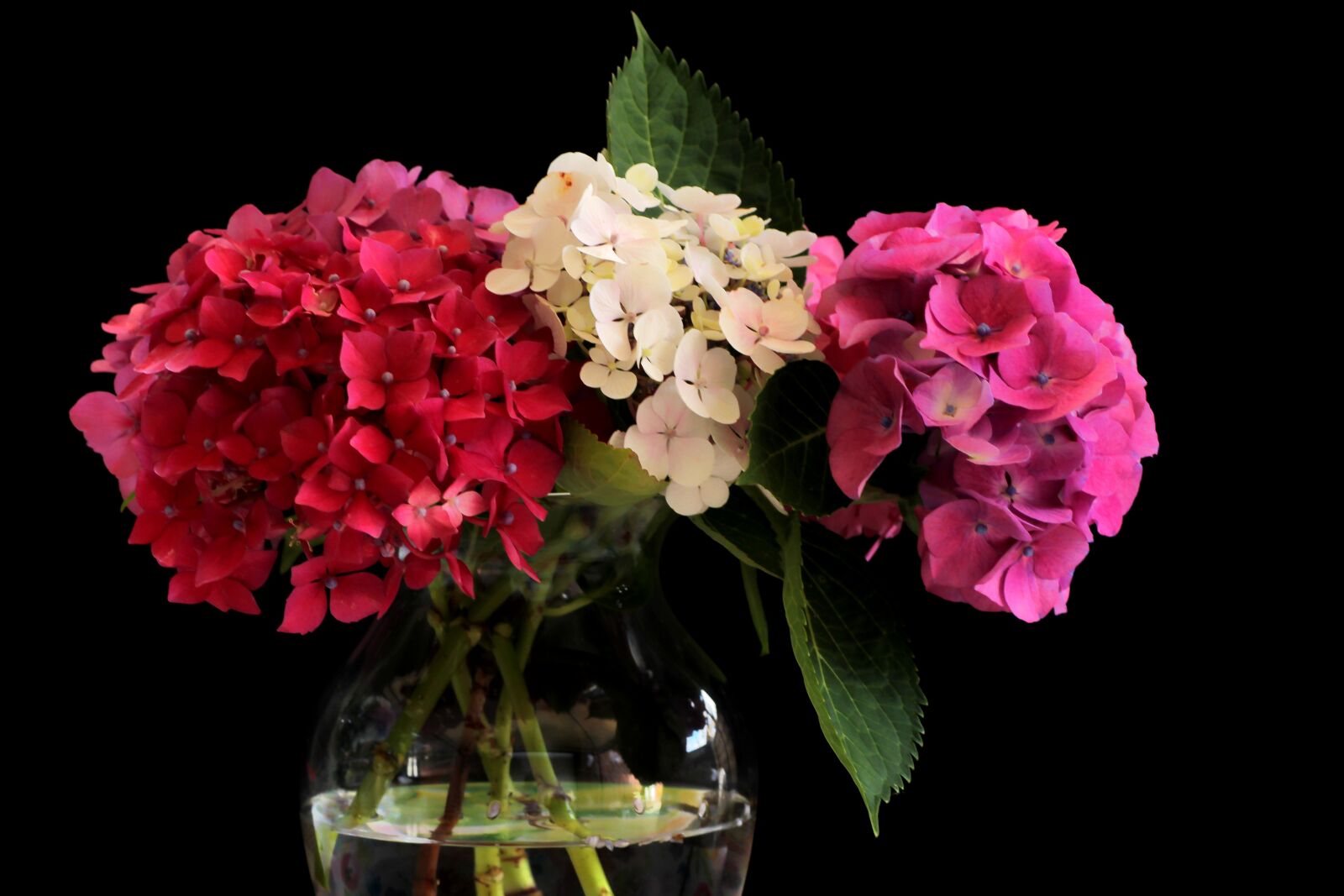Tamron SP 90mm F2.8 Di VC USD 1:1 Macro sample photo. Hydrangea, flower, flowers photography