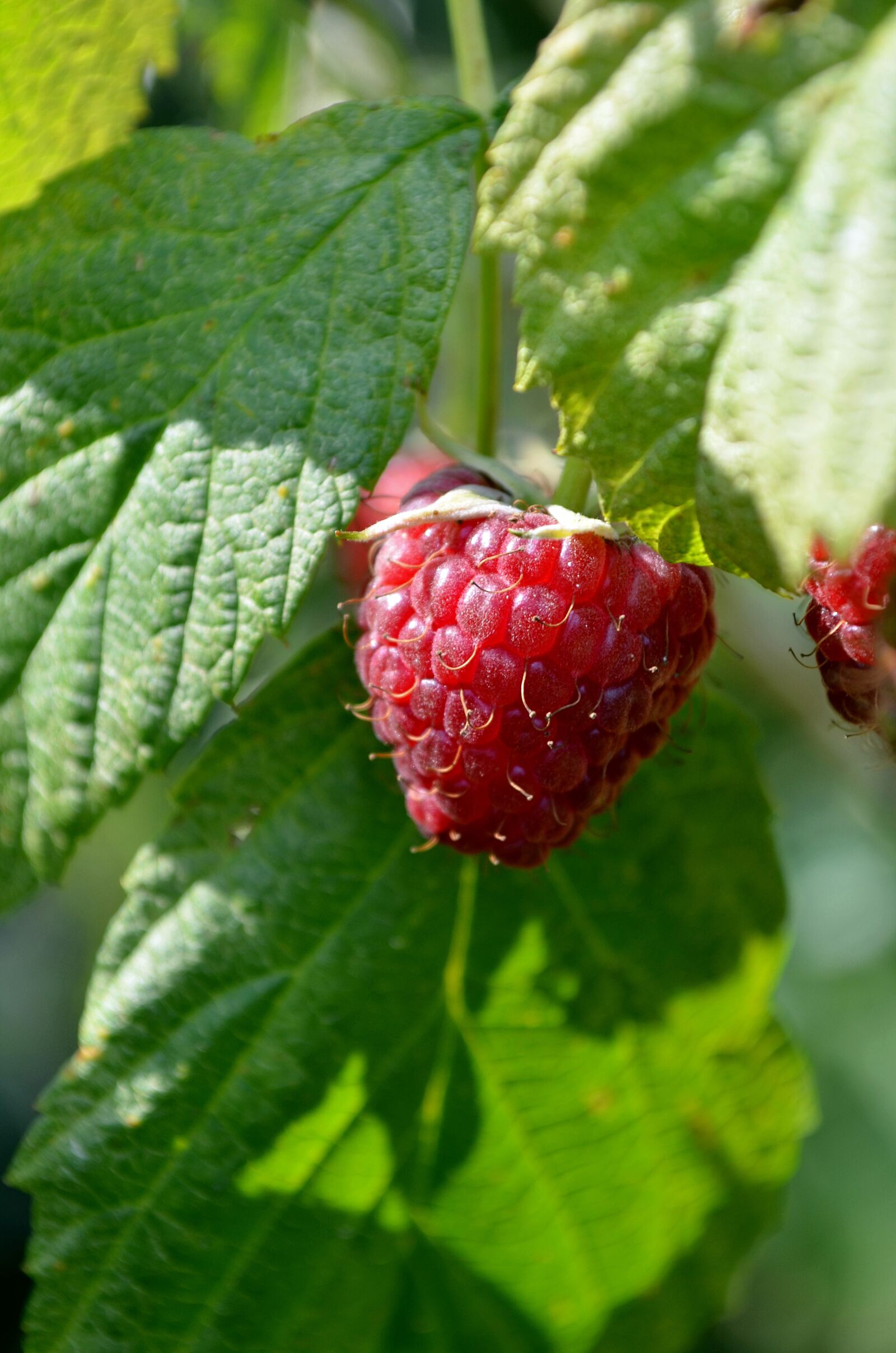 Nikon D5100 sample photo. Malina, raspberries, fruit photography