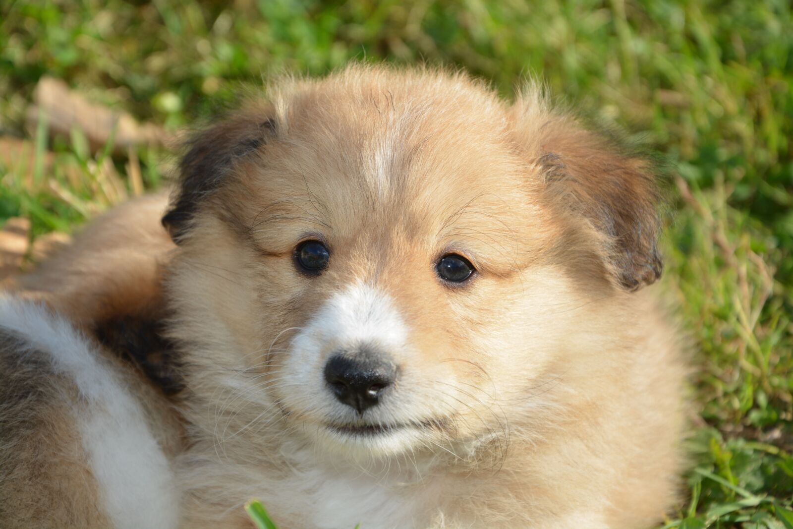 Nikon D5200 sample photo. Puppy, pup, puppies colour photography