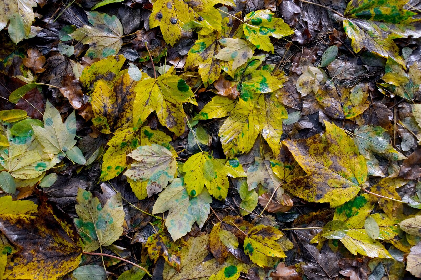 Nikon D3300 sample photo. Foliage, autumn, clone photography