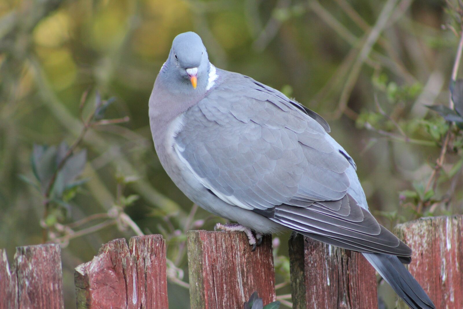 Canon EOS 550D (EOS Rebel T2i / EOS Kiss X4) sample photo. Pigeon, bird, woodpigeon photography