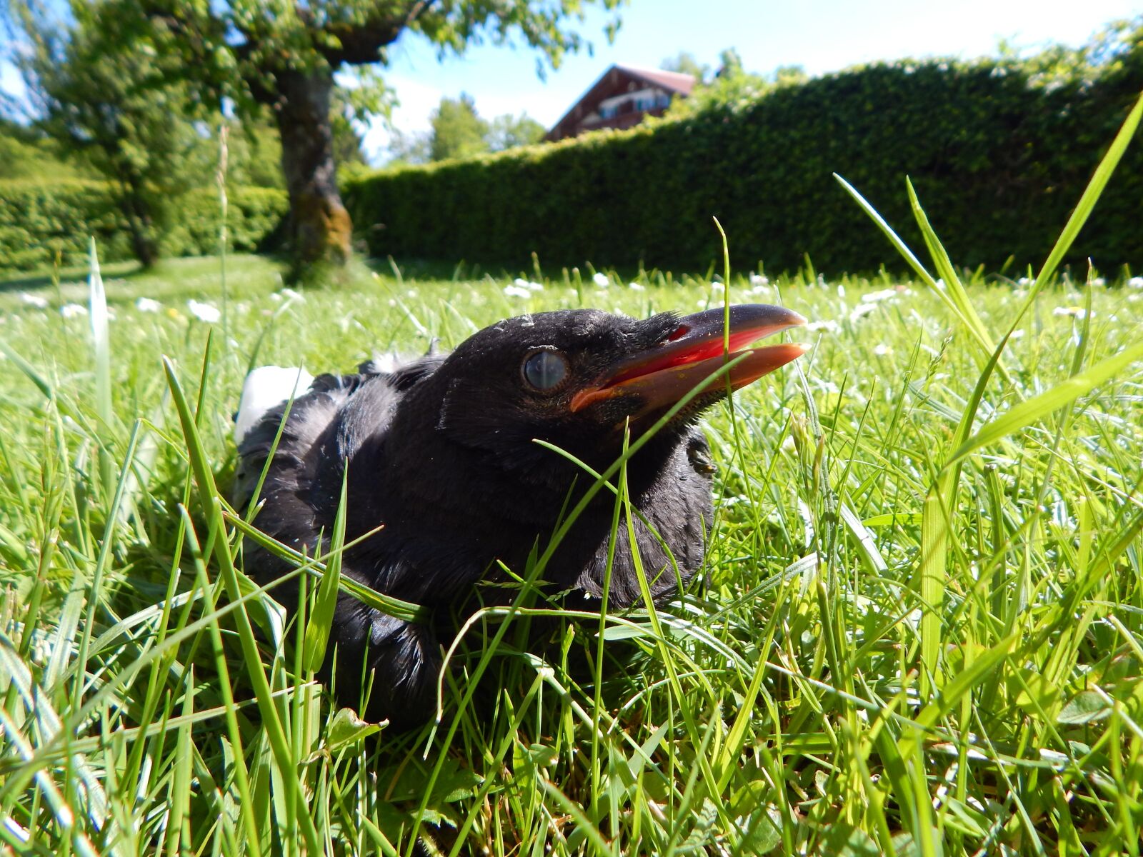 Nikon Coolpix L830 sample photo. Crow, crow baby, chicks photography