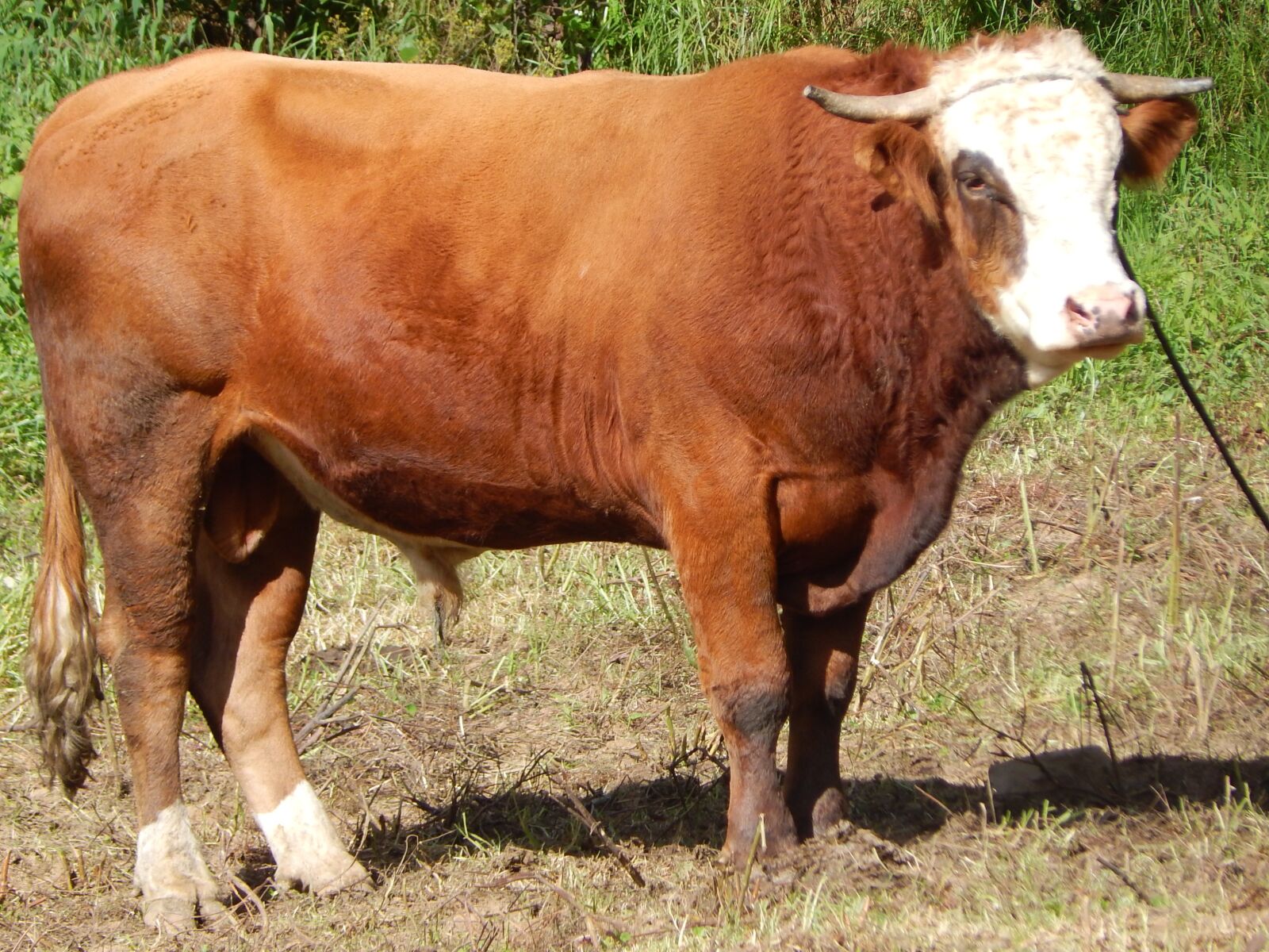 Nikon Coolpix L830 sample photo. Bull, countryside, nature photography