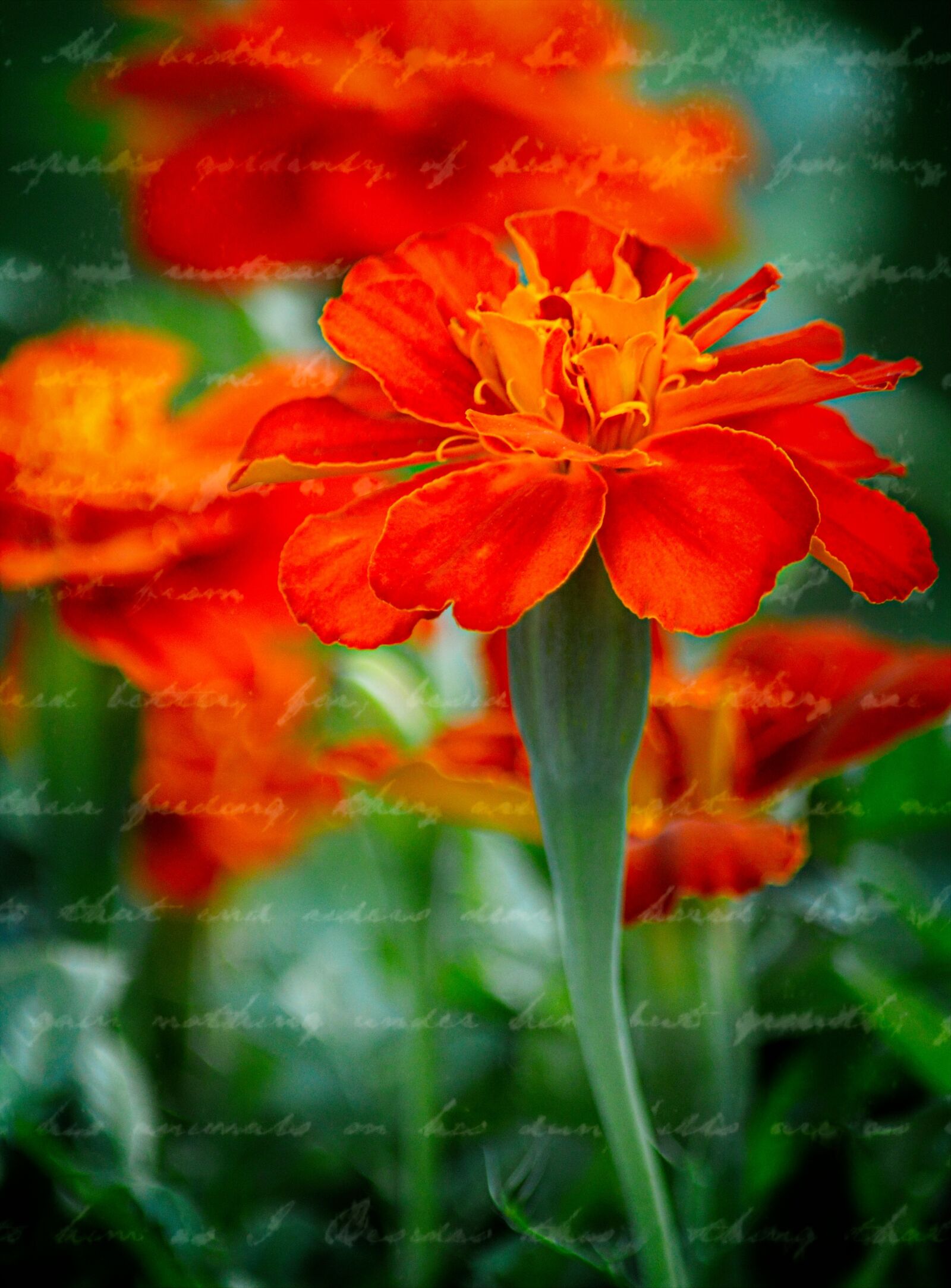 Nikon D3200 sample photo. Marigold, flower, plant photography