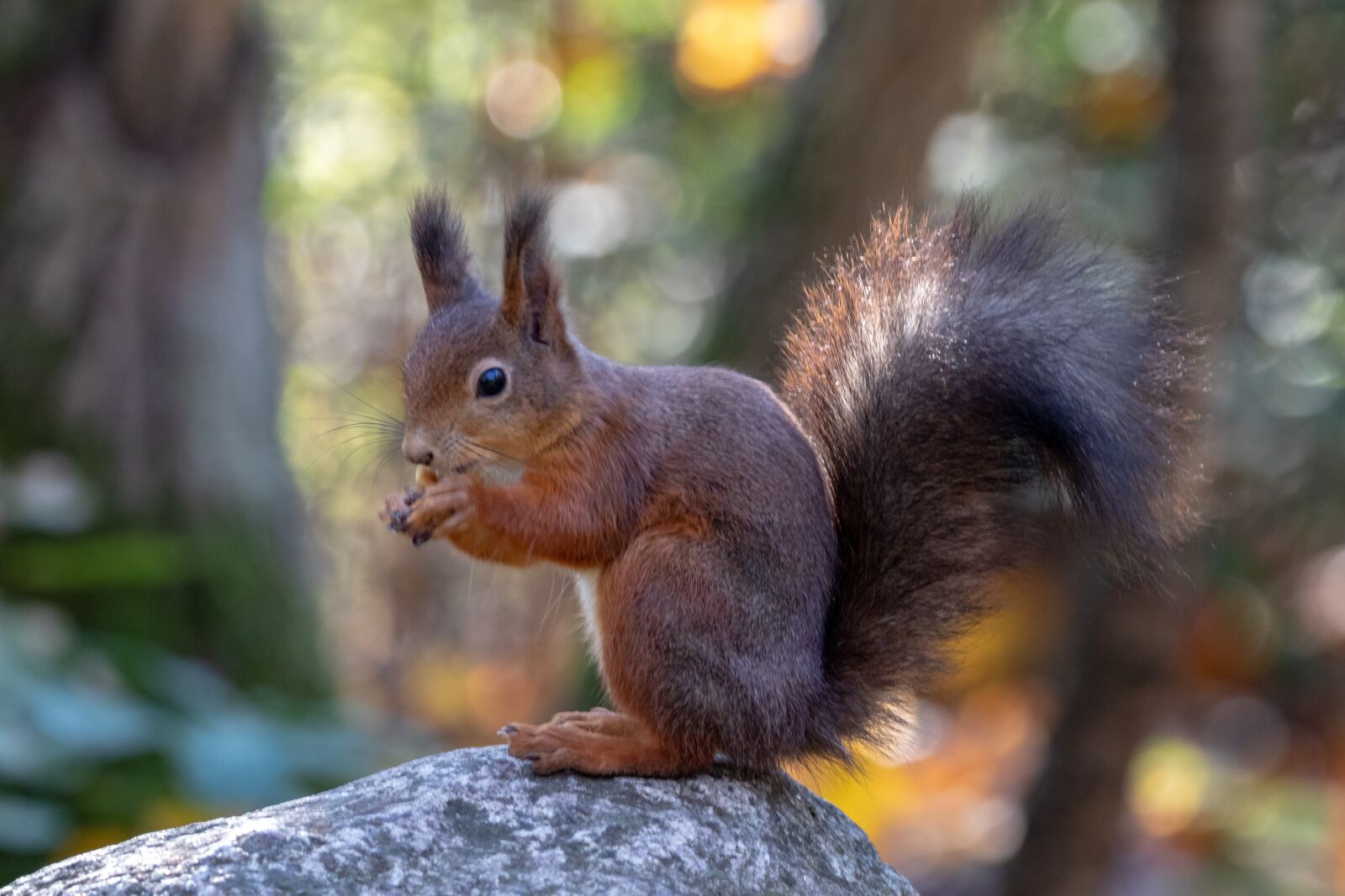 150-600mm F5-6.3 DG OS HSM | Contemporary 015 sample photo. Squirrel, wildlife, animal photography