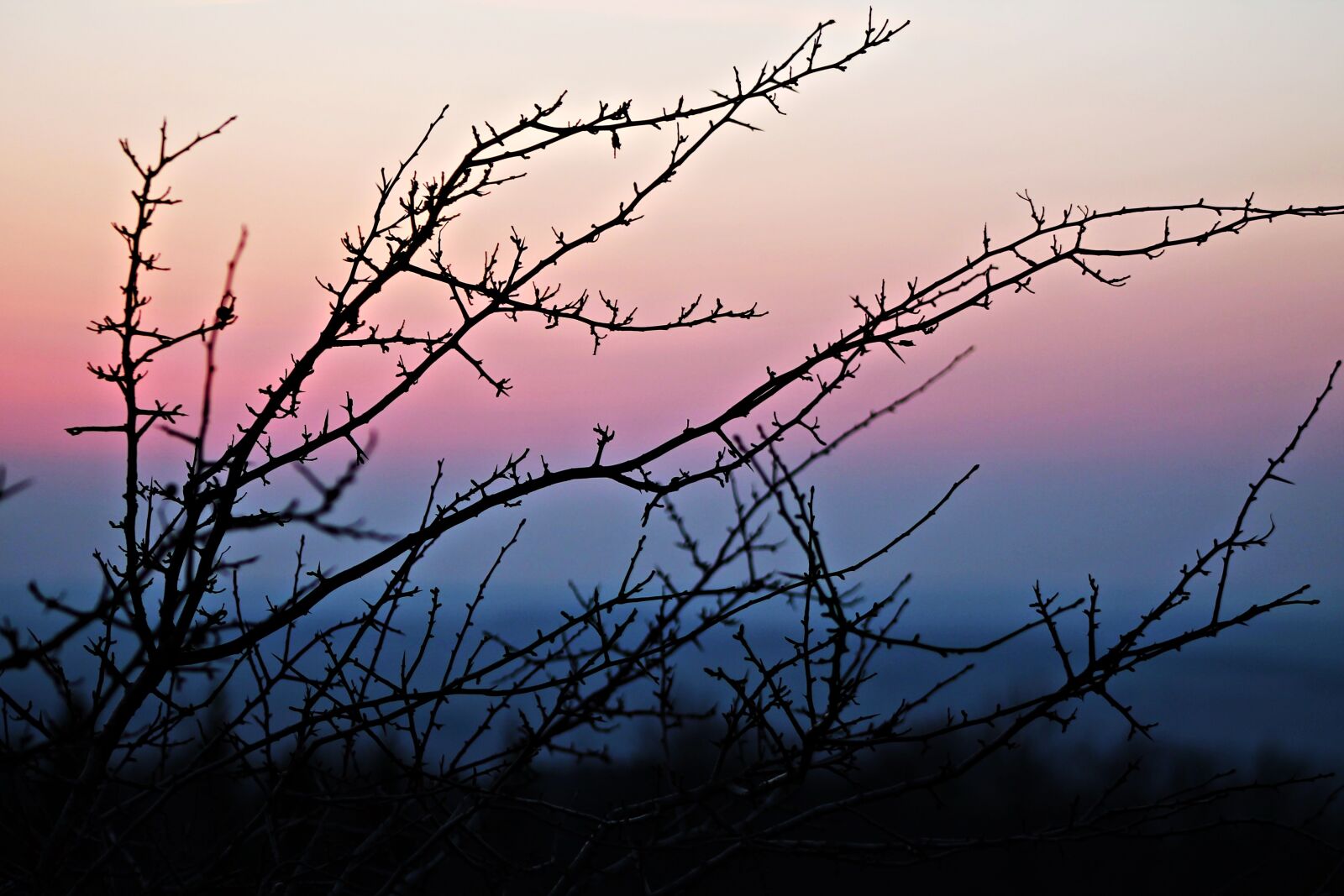 Canon EOS 1100D (EOS Rebel T3 / EOS Kiss X50) sample photo. Dusk, sunset, dark branches photography
