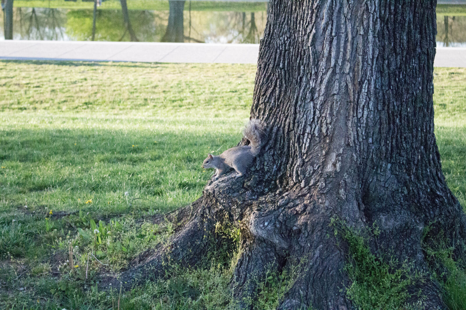 Canon EOS 700D (EOS Rebel T5i / EOS Kiss X7i) sample photo. Squirrel, tree photography