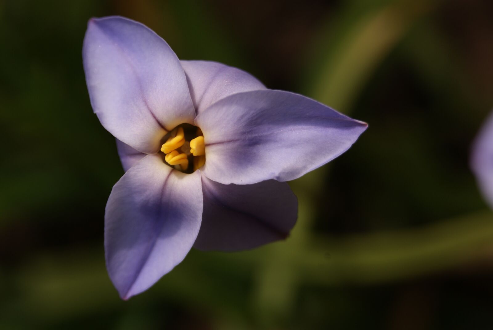 Sony Alpha DSLR-A230 sample photo. Flower, purple, spring photography