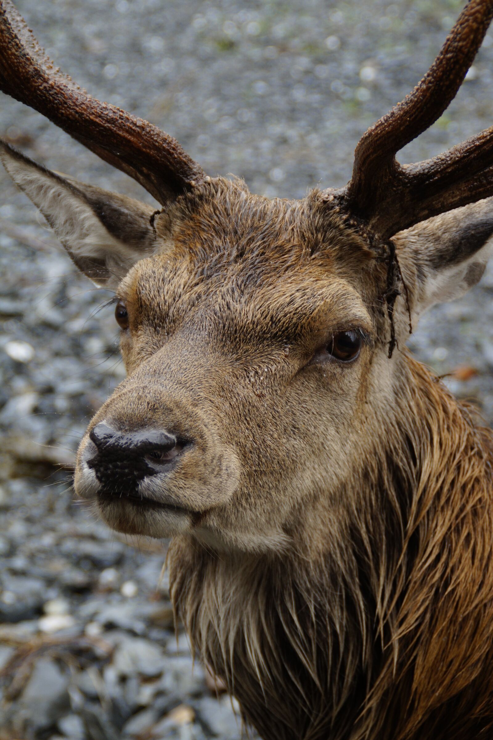 Sony SLT-A58 sample photo. Hirsch, red deer, wild photography