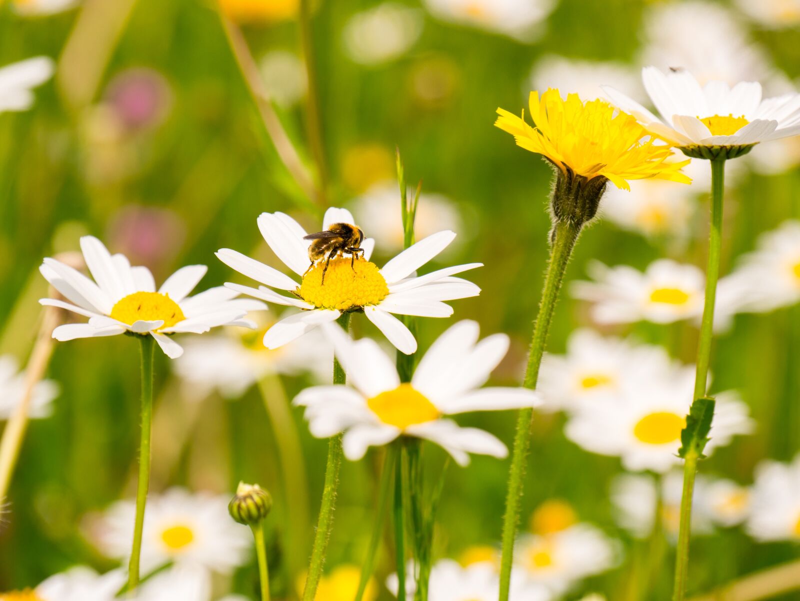 Panasonic DMC-G81 sample photo. Meadow, flowers, daisies photography