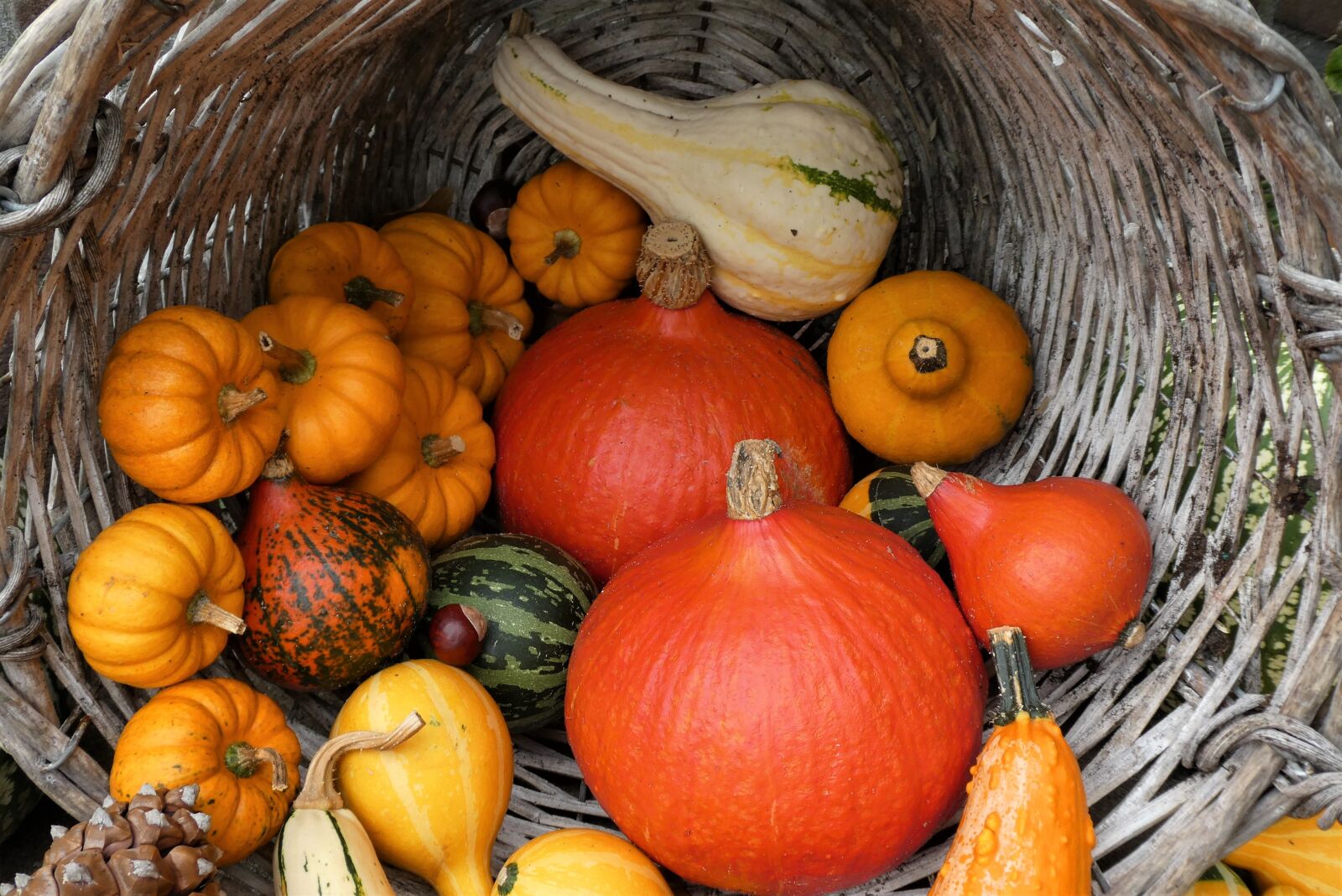 Panasonic Lumix DC-ZS70 (Lumix DC-TZ90) sample photo. Pumpkins, squash, basket photography