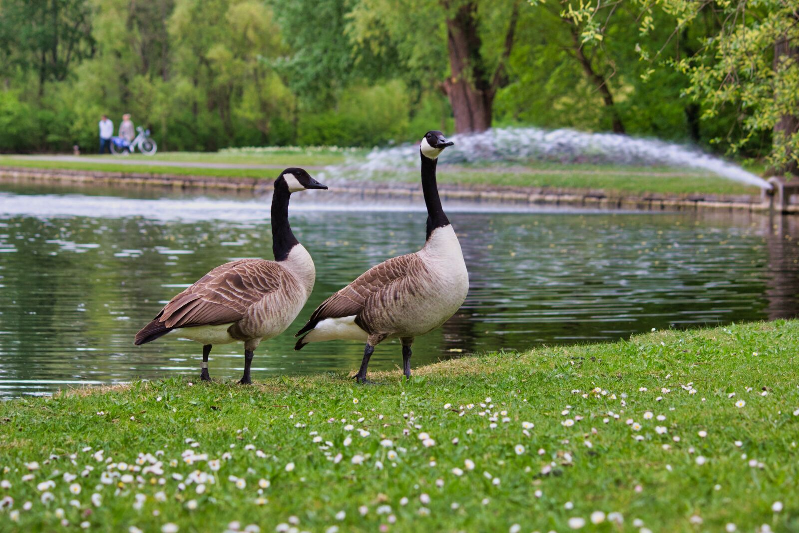 Canon EOS 600D (Rebel EOS T3i / EOS Kiss X5) sample photo. Wild goose, wild geese photography