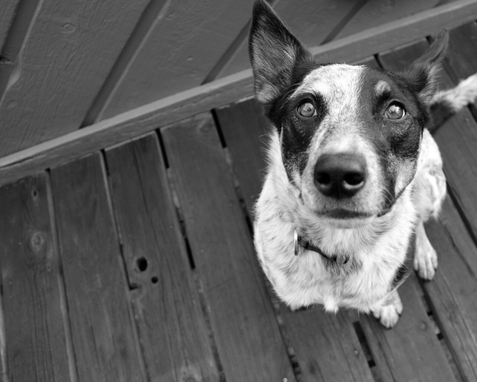 Canon EOS 50D sample photo. Black, and, white, dog photography