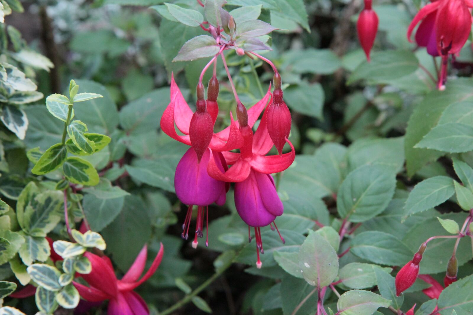 Canon EOS 600D (Rebel EOS T3i / EOS Kiss X5) sample photo. Fushia, fushia red, flowering photography