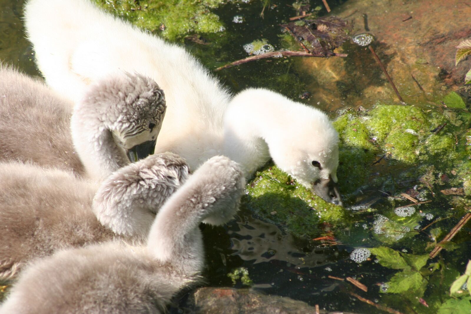 Canon EOS 350D (EOS Digital Rebel XT / EOS Kiss Digital N) sample photo. Swan chicks, chicks, mute photography