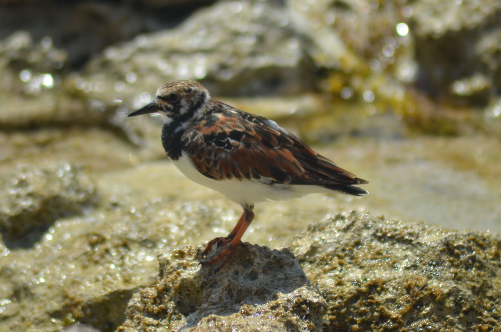 Nikon D5100 sample photo. Bird, sea, sea ​​bird photography