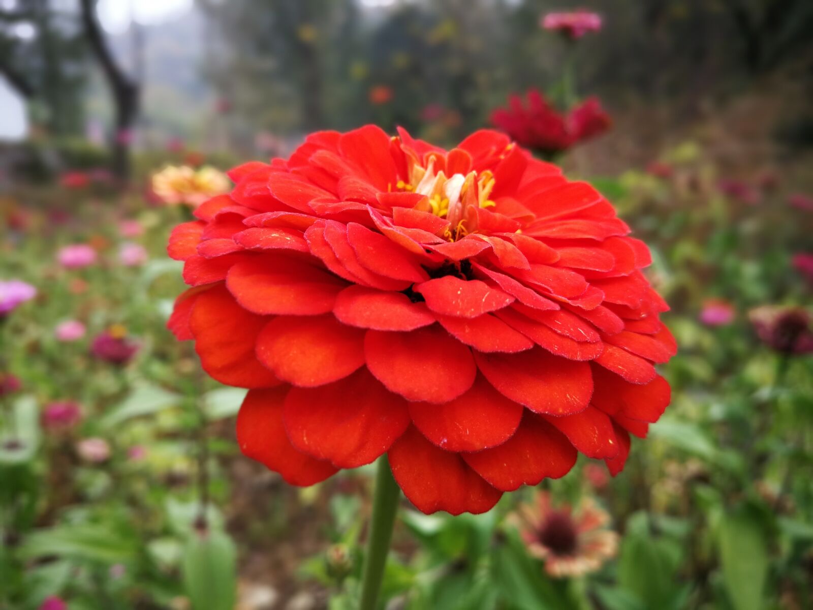 HUAWEI P10 Plus sample photo. Flower, red, flowers from photography
