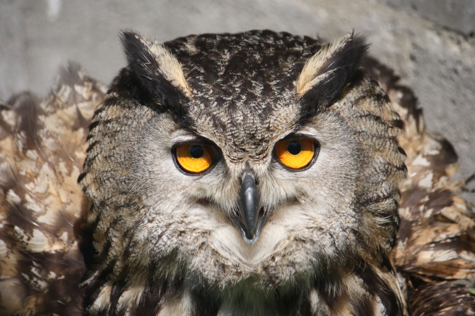 Canon EOS 450D (EOS Rebel XSi / EOS Kiss X2) sample photo. Owl, raptor, nocturne photography