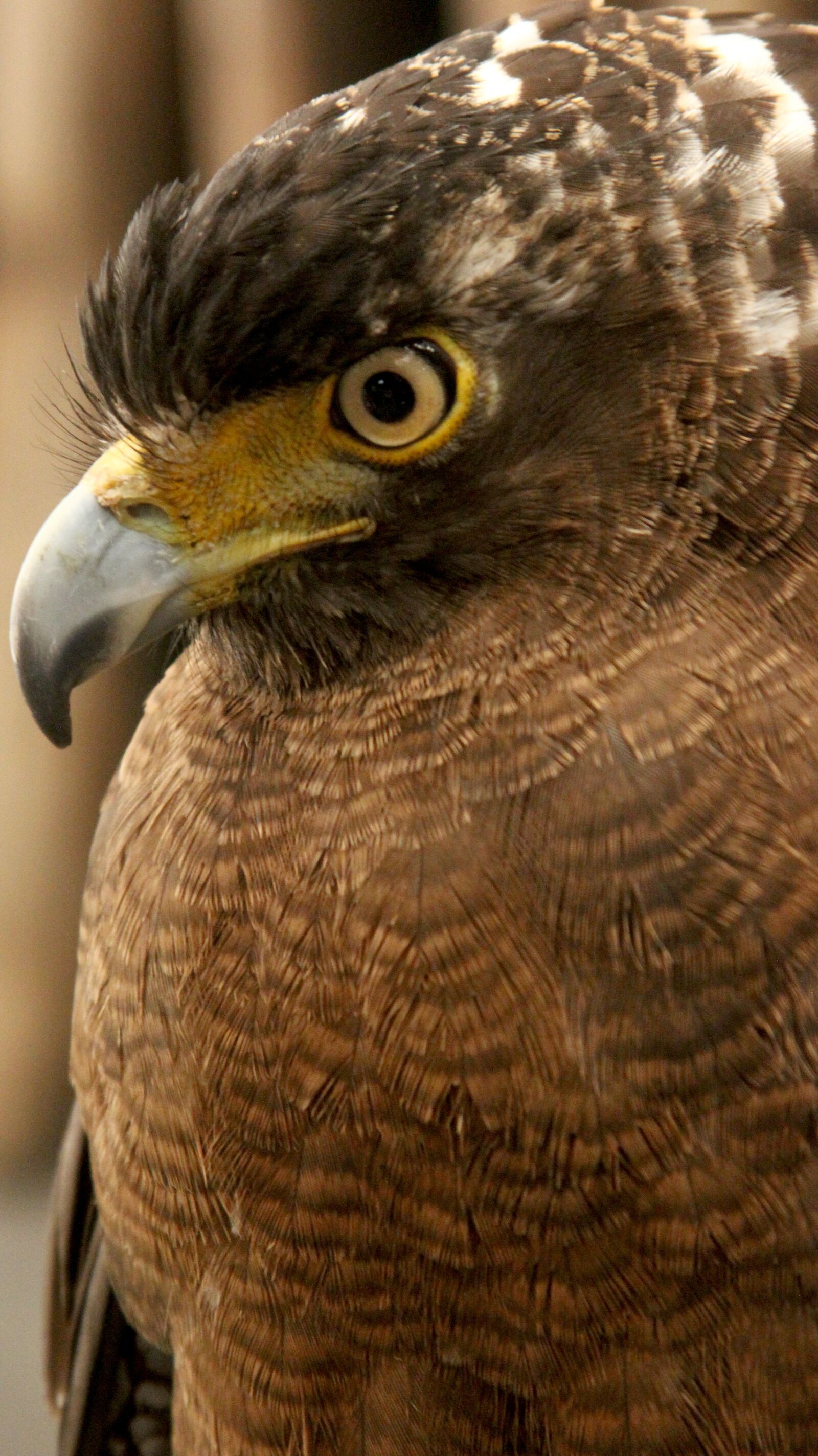 Canon EOS 60D + Canon EF 28-135mm F3.5-5.6 IS USM sample photo. Eagle, philippines, wild photography