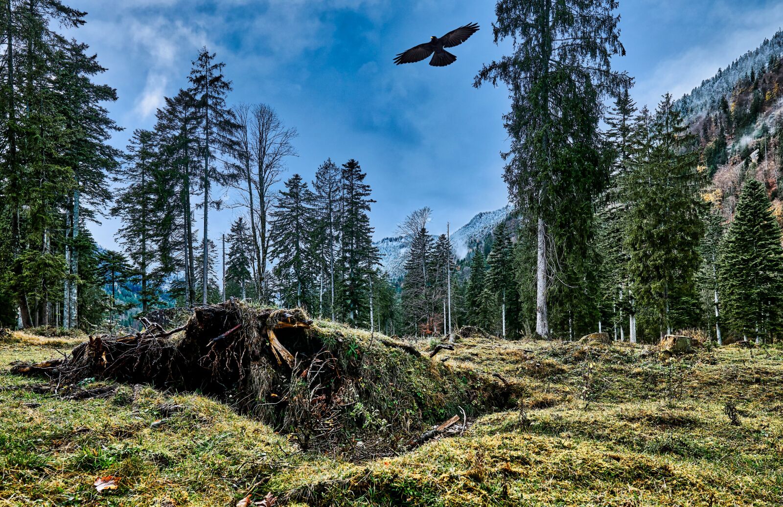 Sony a6300 + Sigma 16mm F1.4 DC DN | C sample photo. Nature, landscape, bird photography