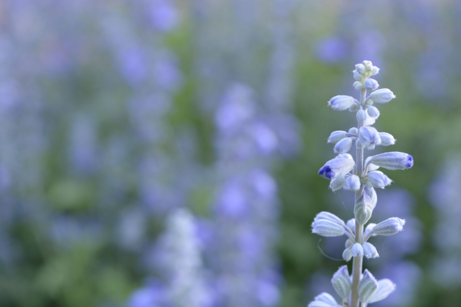 Nikon D5200 sample photo. Flower, blue, small photography
