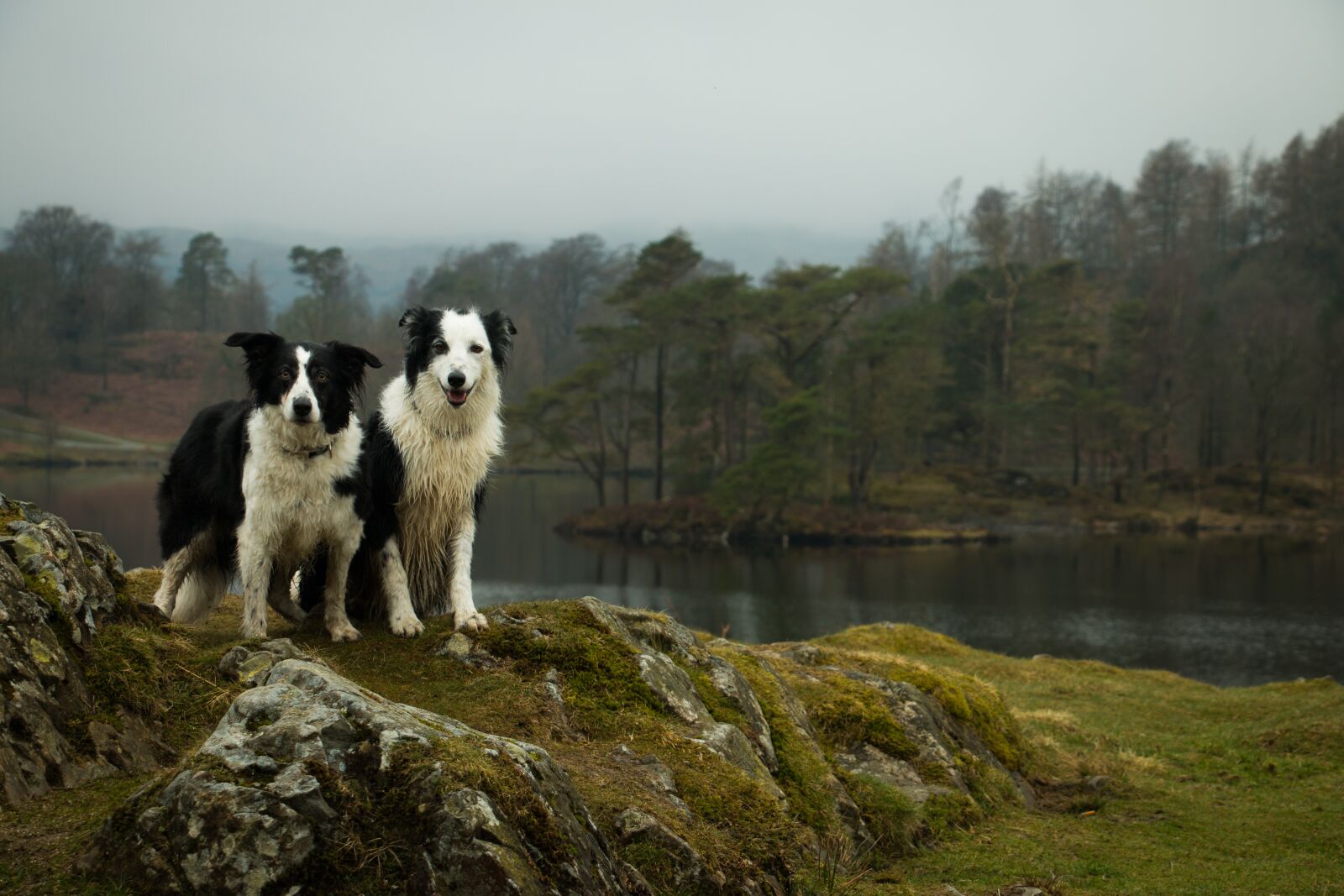 Canon EOS 70D sample photo. Dogs, animals, border collies photography