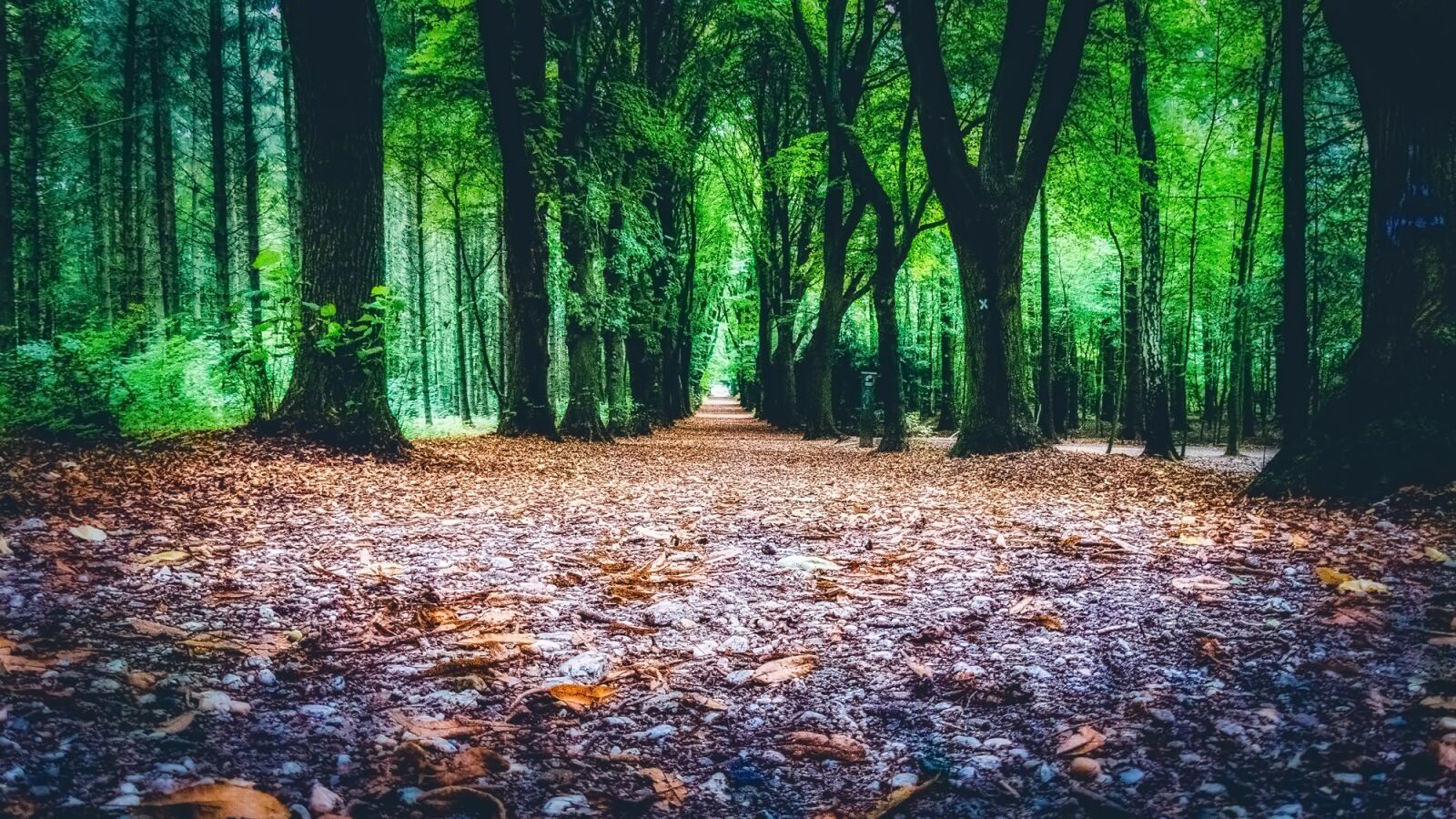 Panasonic Lumix DMC-FZ300 sample photo. Woods, path, landscape photography