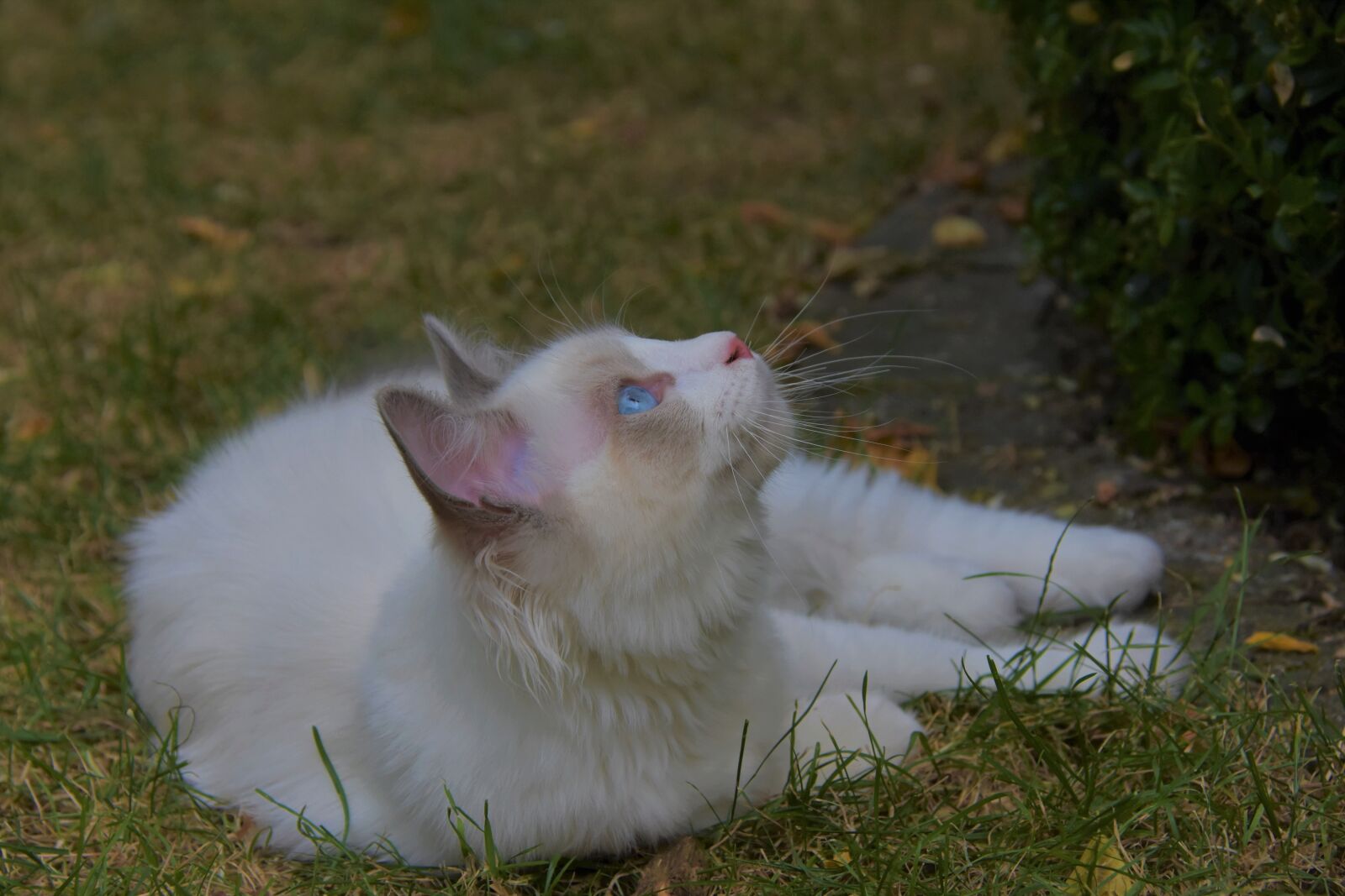 Nikon D7200 sample photo. Ragdoll, kitten, pet photography