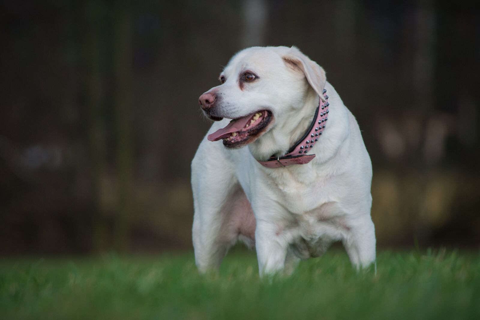 Nikon D7200 sample photo. Dog, cute, portrait photography