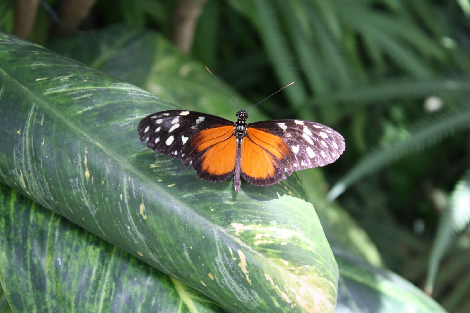 Canon EOS 1000D (EOS Digital Rebel XS / EOS Kiss F) sample photo. Orange butterfly, white stains photography