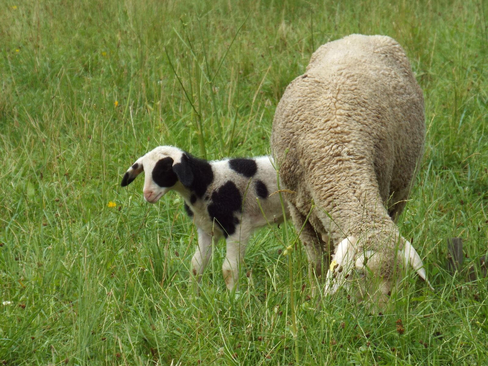 Fujifilm FinePix S6800 sample photo. Sheep with lamb, young photography
