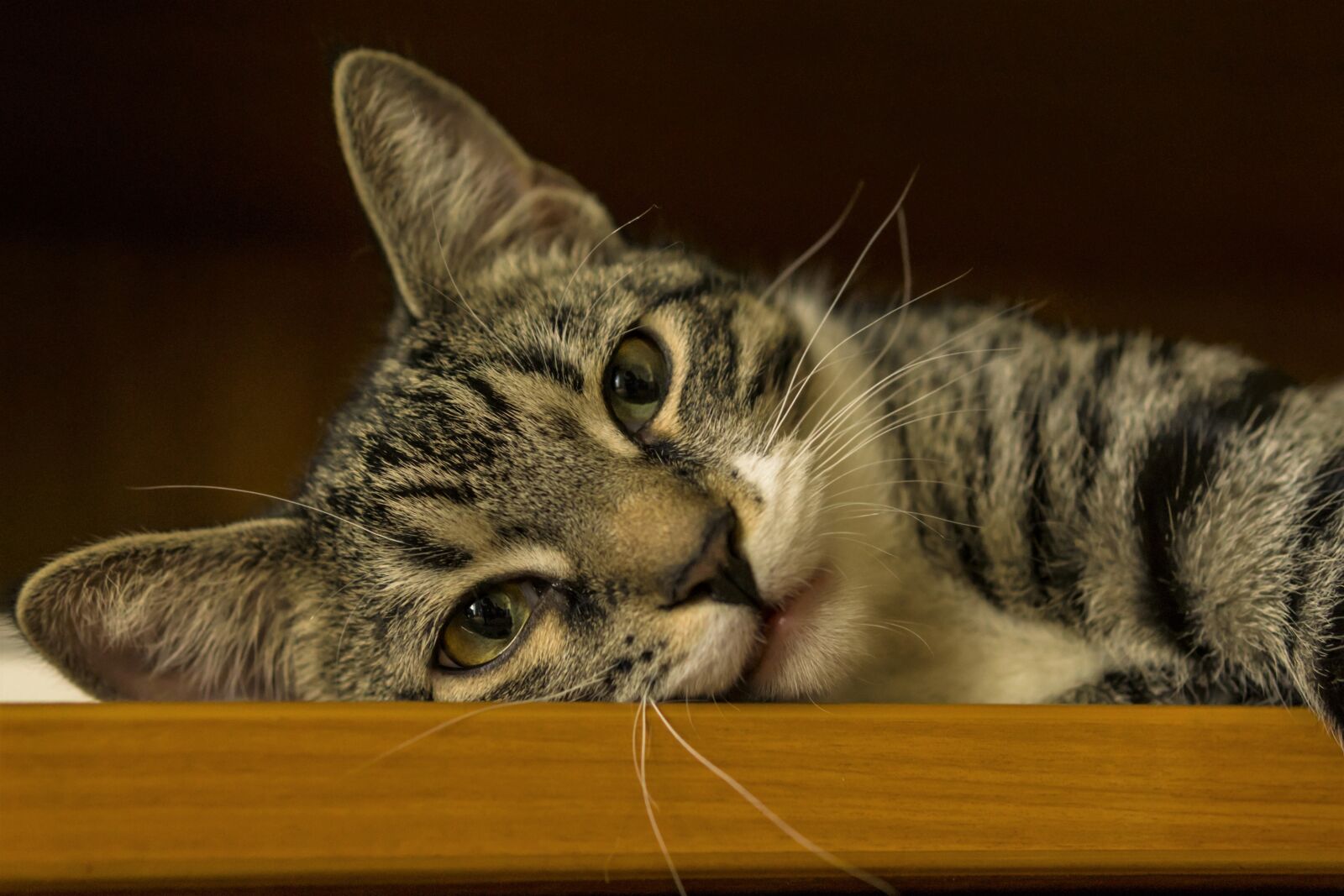 Sony a6000 sample photo. Cat, small, lying photography